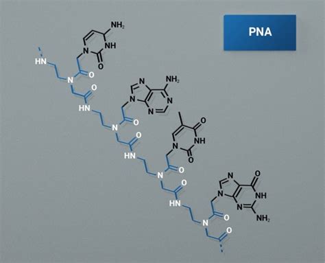 Custom PNA synthesis - DESTINA