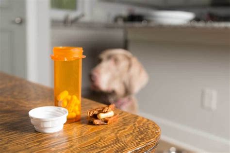 Pet Pill Pockets you can make at home without breaking the bank