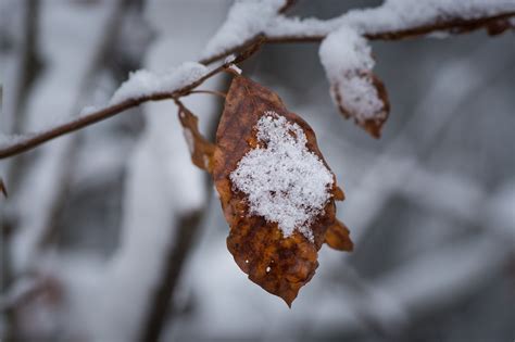 Bildet tre natur gren snø kald vinter anlegg blomst frost