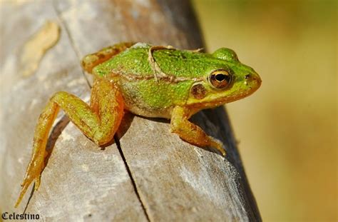 Rã Verde É Venenosa - Rã Verde: É Venenosa e Perigosa? – Mundo Ecologia