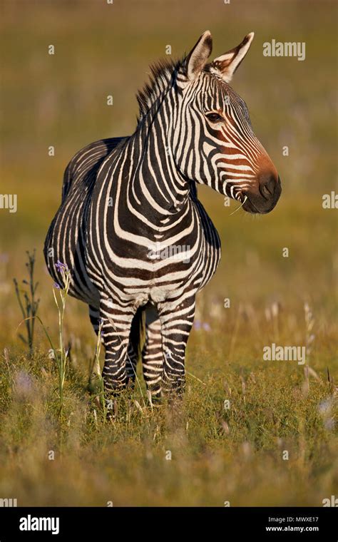 Cape Mountain Zebra Equus Zebra Zebra Pregnant Female Mountain