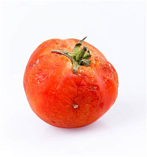 3200 Rotten Tomato Fotos De Stock Imagens E Fotos Royalty Free Istock