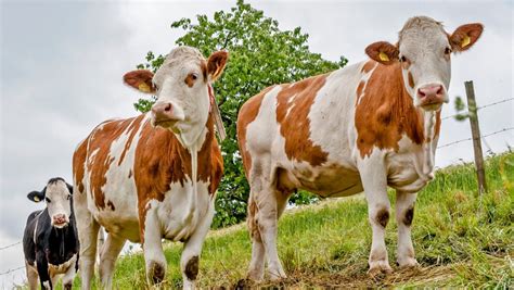 Milchgeld So Hoch Wie Seit Vier Jahren Nicht 15 Prozent Weniger Milch