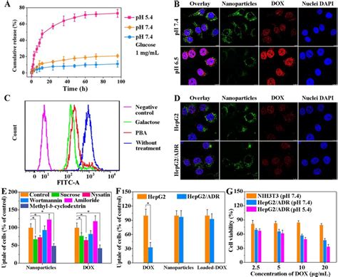 A In Vitro DOX Release From PCA PLB Np3 In Different Media B