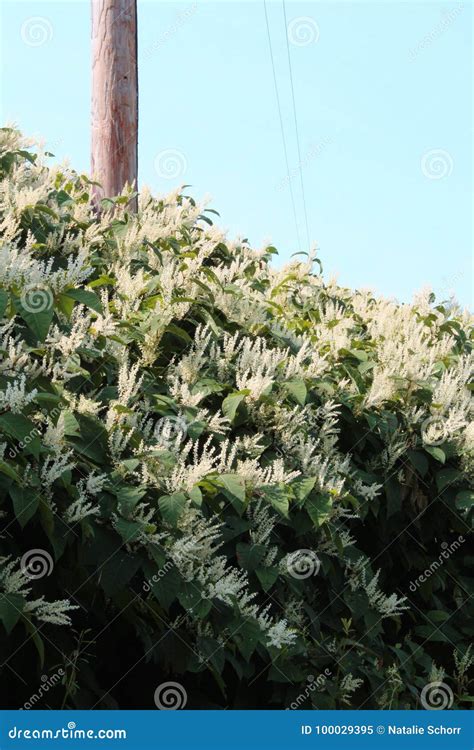 Cascading Overgrowth Of Invasive Japanese Knotweed In Autumn Bloom