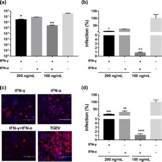 Synergistic antiviral effect of IFN γ and IFN α in ST cells ST cells