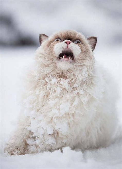 15 Extremely Cute Animals Playing in The Snow For the First Time - ViewKick