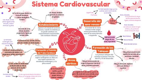 Mapa Mental Sistema Cardiovascular Yamileth Domínguez uDocz