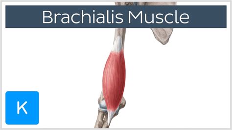 Brachialis Muscle Anatomy Overview Human Anatomy Kenhub Youtube