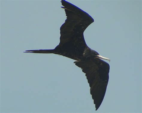 Tijereta De Mar Magnificent Frigatebird Fregata Magnificens A