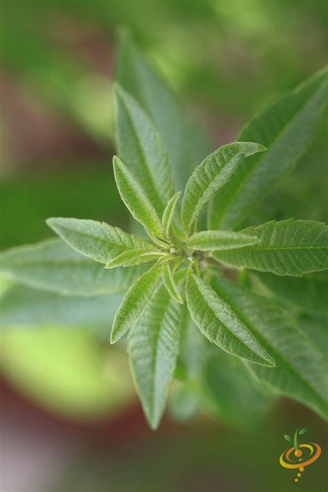 Mint - Lemon