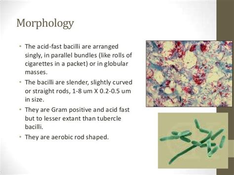 Mycobacterium Leprae