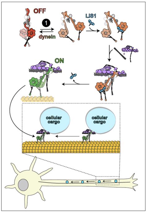 Csu Researchers Shed Light On The Mechanisms Of Cellular Transport That