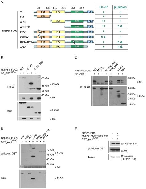 Mapping Of The Fkbp51 Domains Interacting With Akt A Left Overview Of