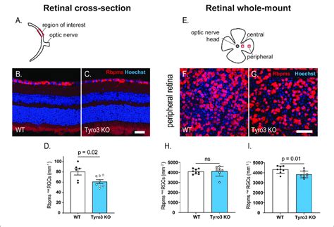 Dysregulation Of Retinal Function Is Accompanied By A Loss Of Rgcs