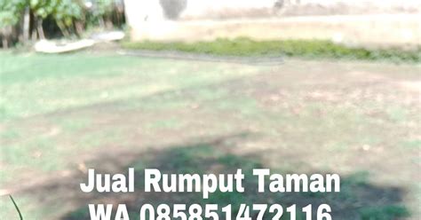 Harga Jual Rumput Lapangan Sepak Bola Zoysia Matrella Linn Merr Jakarta