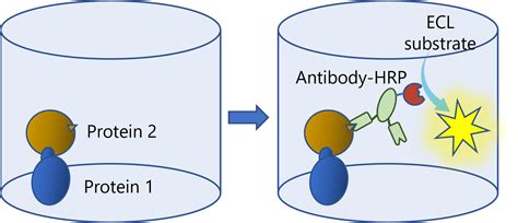 Chemiluminescent Assay Kits