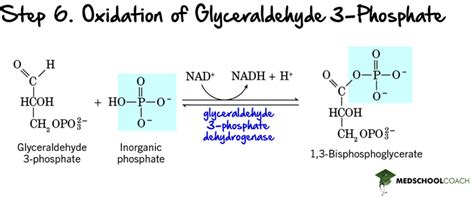 Payoff Phase Of Glycolysis Mcat Biochemistry Medschoolcoach