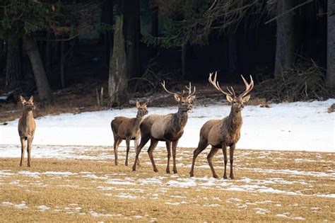 Majestuosos Ciervos Rojos Parados En Los Pastizales En Invierno Foto