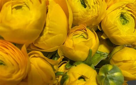 Ranunculus Main Wholesale Florist