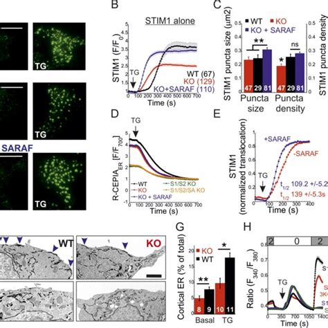 Saraf Facilitates Translocation Of Stim To Erpm Junctions And