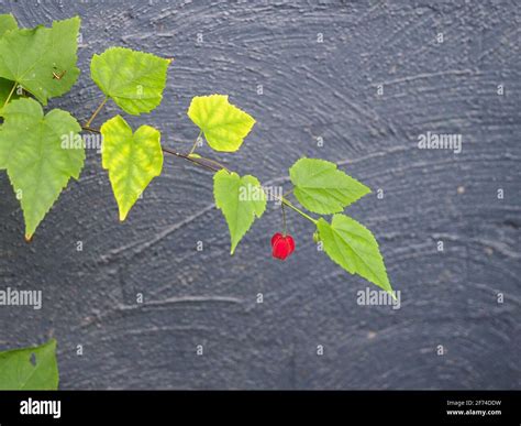 Tiny Scarlett red Brazilian Bell Flower at the end of a stem of green leaves on a long viney ...