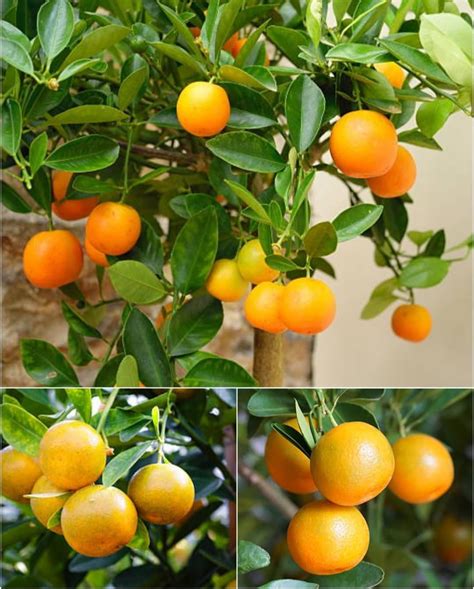 Nagpuri Mandarin Orange Plant One Healthy Live Grafted Very Sweet