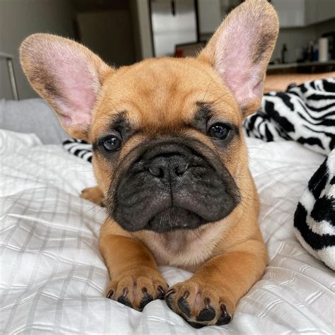 Red Fawn French Bulldog Puppy In 2023 French Bulldog Puppy Fawn