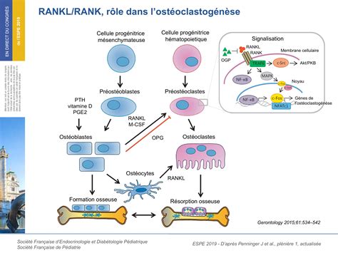 Le système RANK/RANKL, le meilleur ami des femmes (et des hommes ...