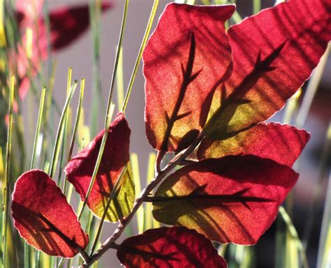 Hintergrundbilder Schatten Rot Sonne Sonnenlicht Pflanze Flores