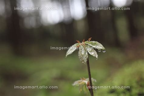 コナラの新芽に水滴の写真素材 24480114 イメージマート