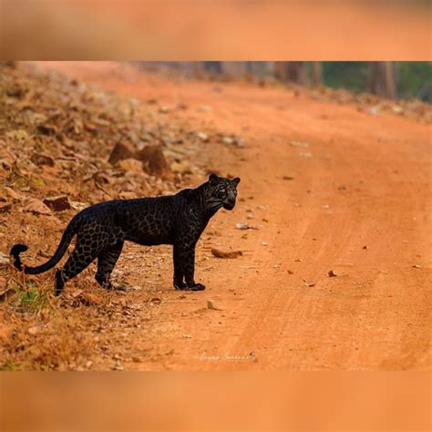 Stunning Rare Wild Black Leopard Photographed in India