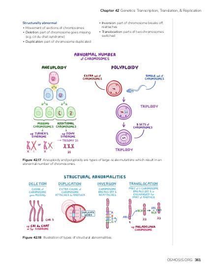 Mitosis And Meiosis Diagram With Chromosomes