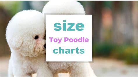 Toy Poodle Size Chart by Age : How big will a Toy Poodle get?