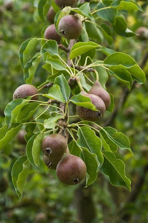 Pears Growing On A Tree In Summer Stock Photo Image Of Growing