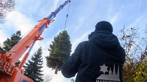 Brauchtum Stattlicher Baum für den Magdeburger Weihnachtsmarkt gesucht