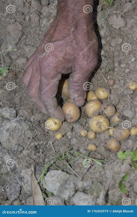 Potato harvesting stock image. Image of potato, animal - 176355979