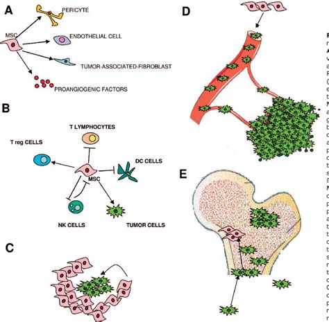 Figure 1 From Immunosuppressive Cells And Tumour Microenvironment