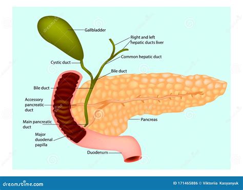 The Pancreas With Surrounding Vessels And Organs Stock Vector