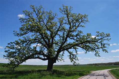 Images Gratuites Arbre La Nature Branche Ciel Route Prairie