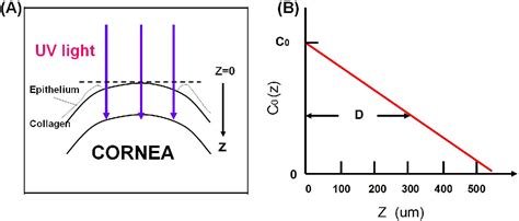 Figure 1 From Modeling The Efficacy Profiles Of Uv Light Activated