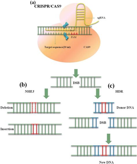 Crispr Cas Mutagenesis