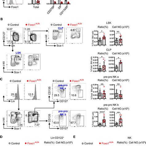 Hematopoietic Specific Deletion Of Foxo Promotes Nk Cell Maturation