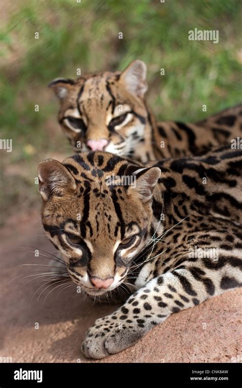 Cat Ocelot Wild Cat Stock Photo - Alamy