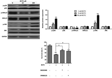 Mitogen‑activated protein kinase signal pathways may partially be ... 