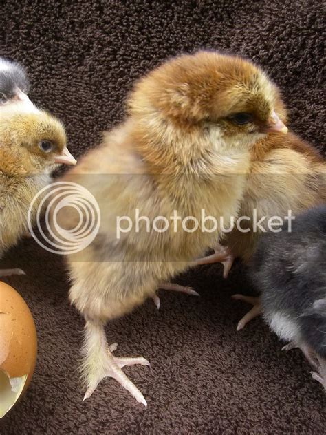 Help Sex Gold Cuckoo Marans Backyard Chickens Learn How To Raise Chickens