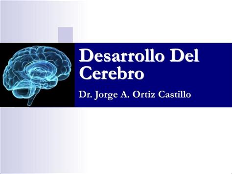 Desarrollo Del Cerebro Modo Estudiante MEHU UDocz