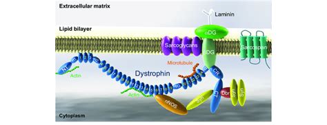 Schematic Outline Of Dystrophin And The Dystrophin Associated