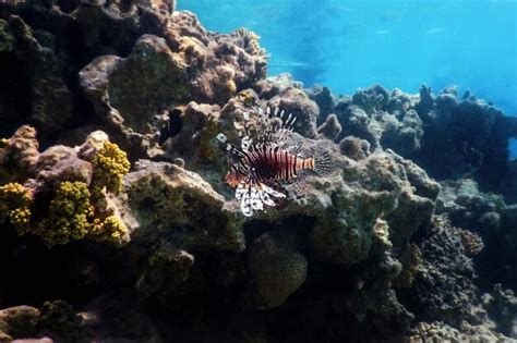 Pez león venenoso pez de arrecife de coral especies invasoras pterois ...