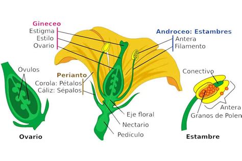 La Reproducci N De Las Plantas Superiores Barrameda Ar